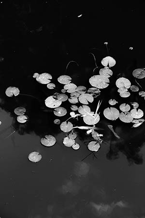 Water lilies, 2017